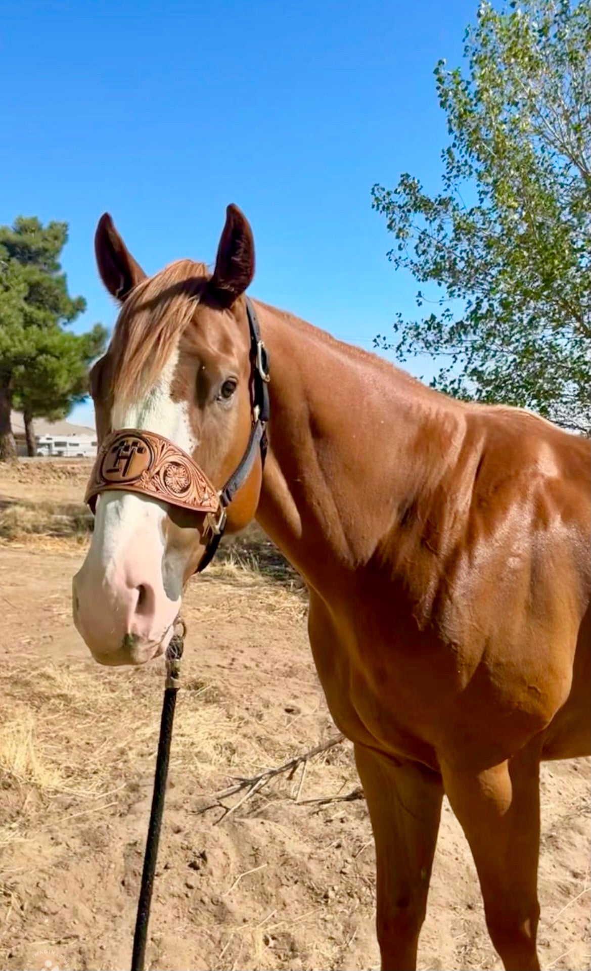 Custom Bronc Halter Noseband