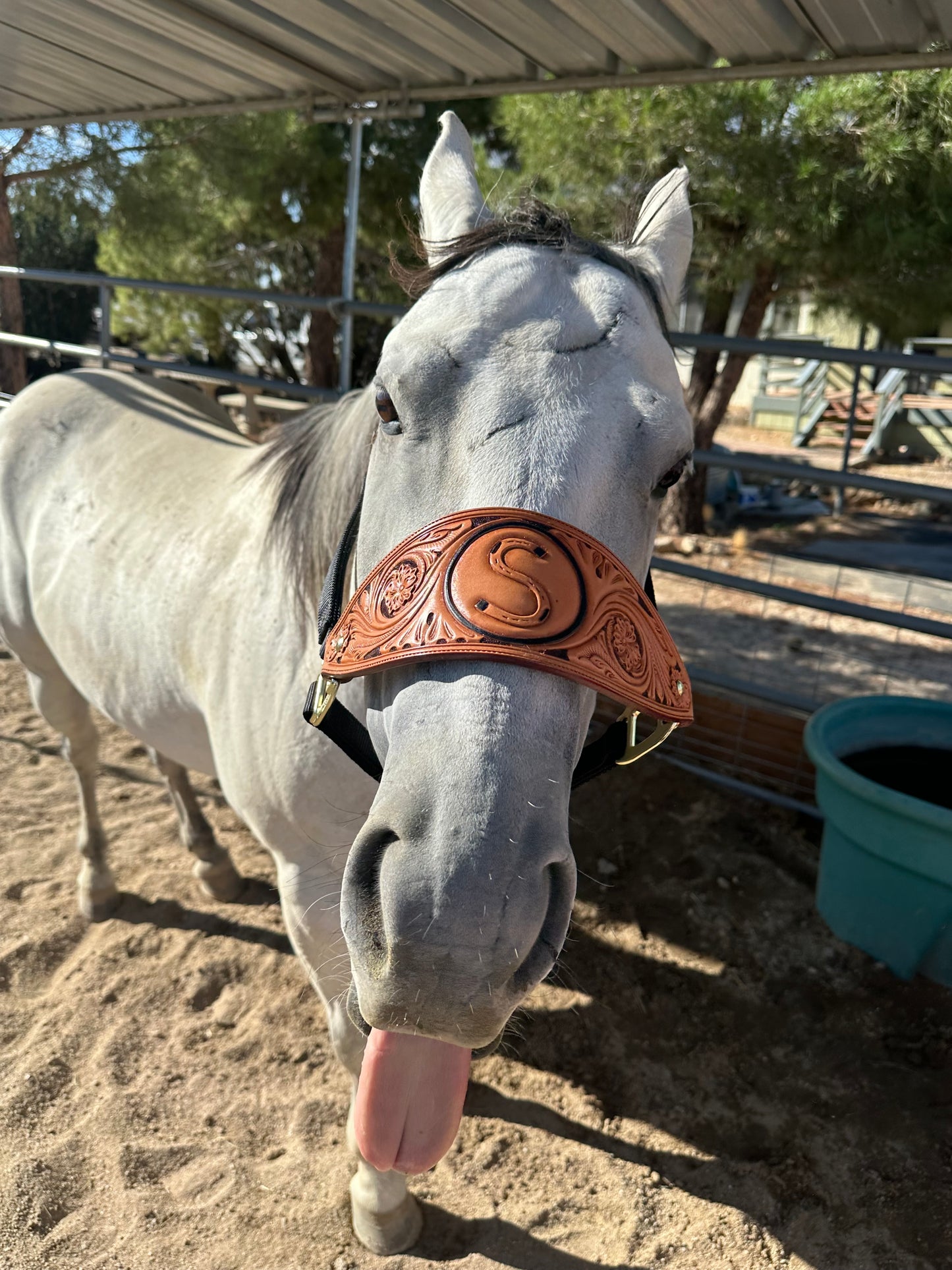 Custom Bronc Halter Noseband